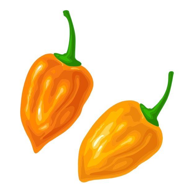 Two whole peppers habanero. Vector color illustration for menu, poster, label. Isolated on white background. Hand drawn design element
