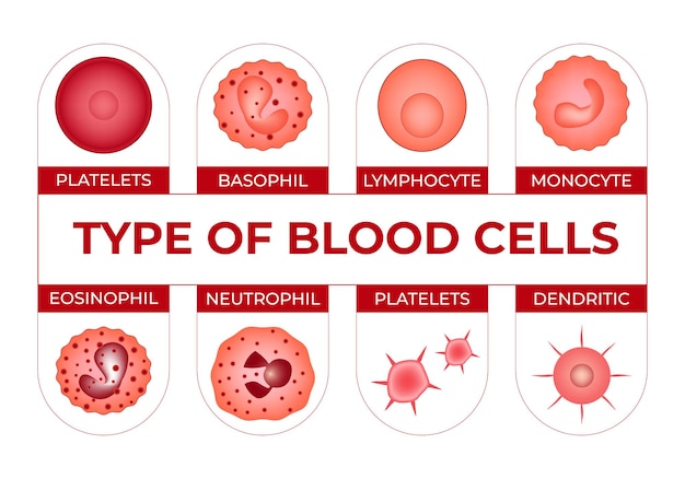 Vettore tipo di cellule del sangue umano su uno sfondo bianco nomi di diversi tipi di cellule del sangue