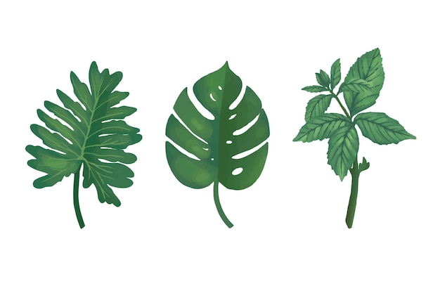 Type Of Leaf   Illustration.