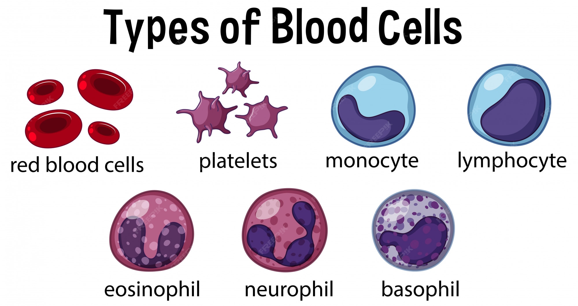Blood Cells Types
