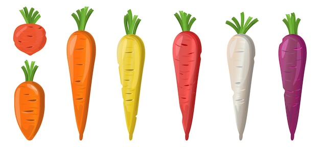 Vettore tipi di carota stile cartone animato set di carote di 7 specie diverse