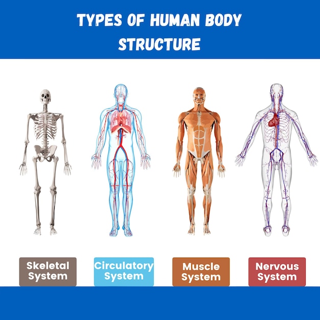 Types of human body structure illustration poster banner post for social media and digital prints