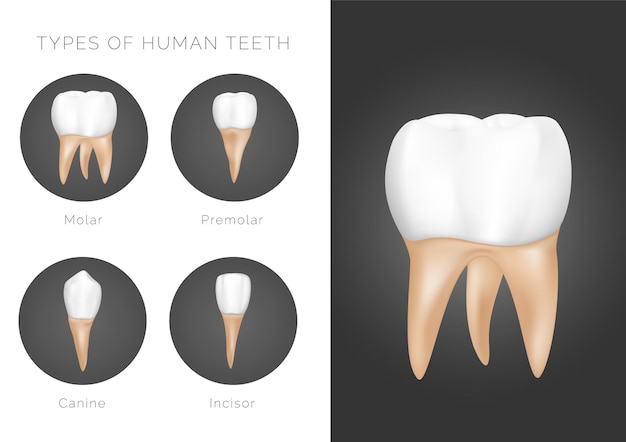 Types of human teeth