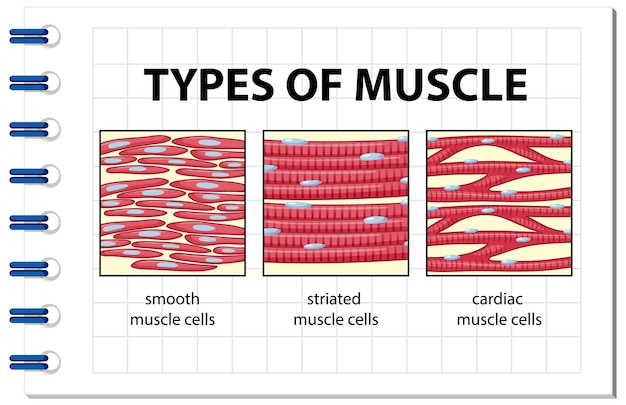 Vettore tipi di diagramma delle cellule muscolari