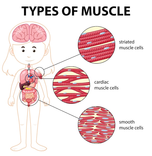 Vector types of muscle cell diagram