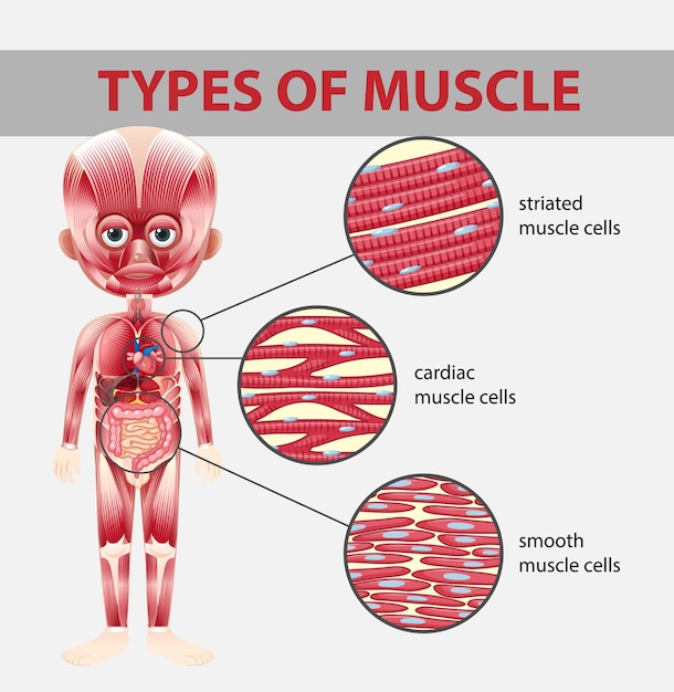 Vector types of muscle cell diagram