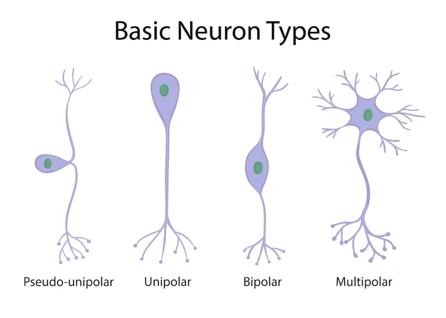 Vettore tipi di neuroni isolati su sfondo bianco in stile cartone animato