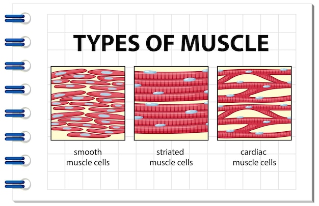 벡터 근육 세포 다이어그램의 유형