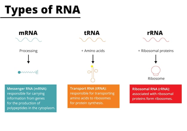 Rna 메신저 Rna Mrna 수송 Rna Trna 리보솜 Rna Rrna 벡터 일러스트 레이 션의 종류