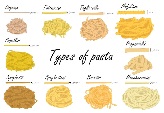 Types of pasta Long pasta difference illustration example