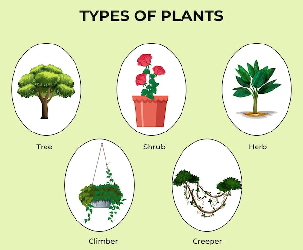 Types of plants