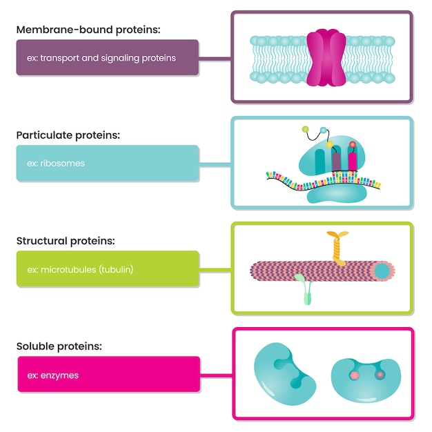 Types of proteins infographic