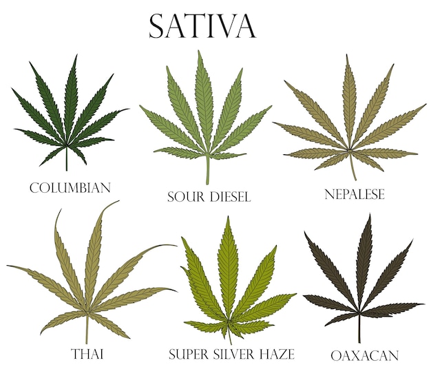 Types of weed Illustration of differend Sativa cannabis leaves for use in medicine and cosmetology