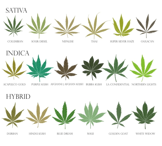 Types of weed sativa indica hybrid and ruderalis cannabis leaves for use in medicine and cosmetology