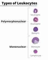 Vector types of white blood cells leukocytes polymorphonuclear and mononuclear vector illustration