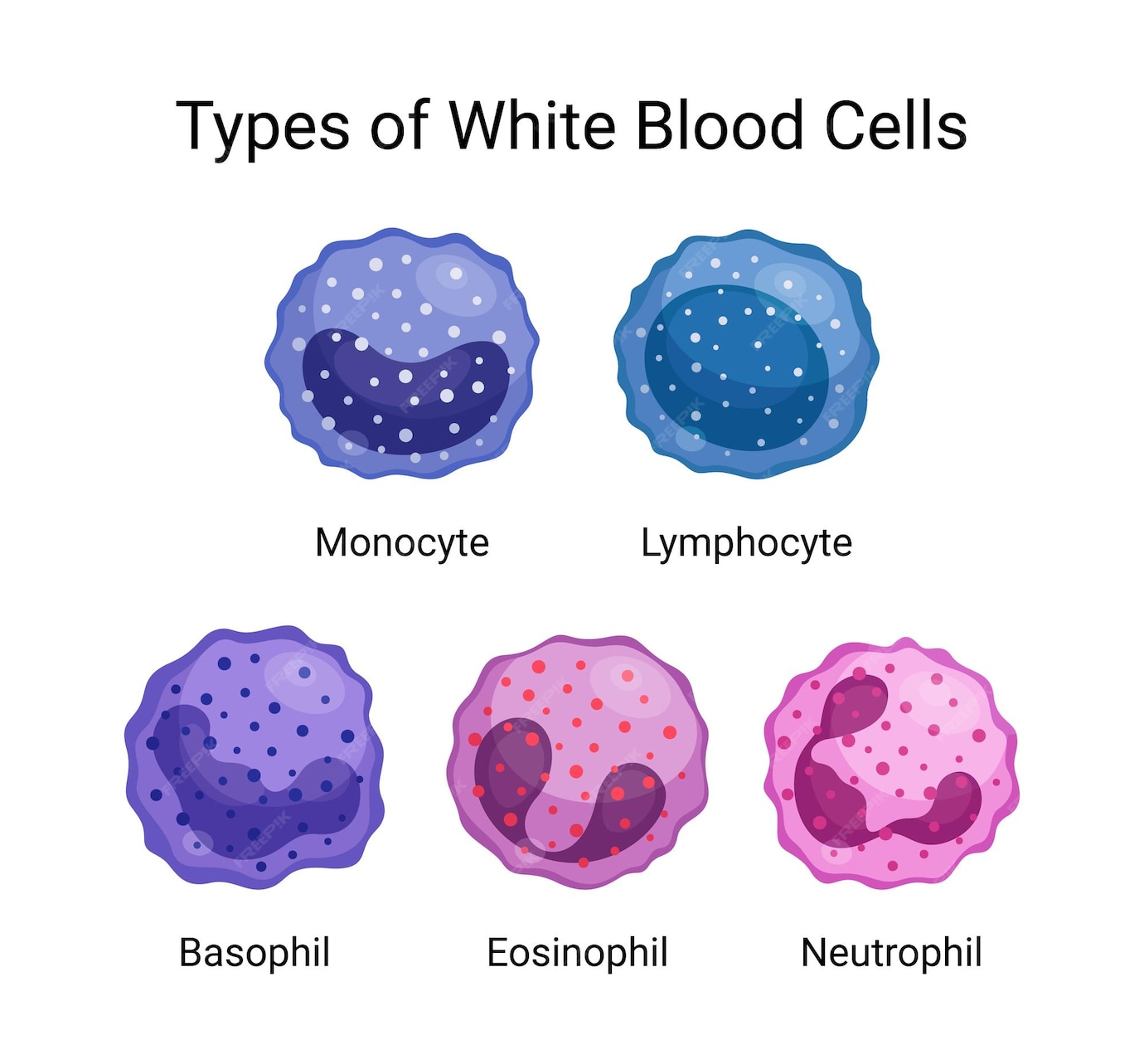 Premium Vector Types of white blood cells vector design Premium Vector Types of white blood cells vector design