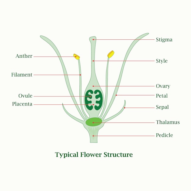 典型的な花の構造デザインのベクトルイラスト