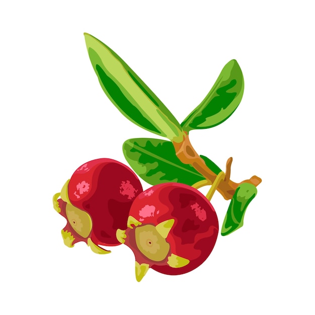 Ugni fruit vector плоский дизайн графика 2d hd