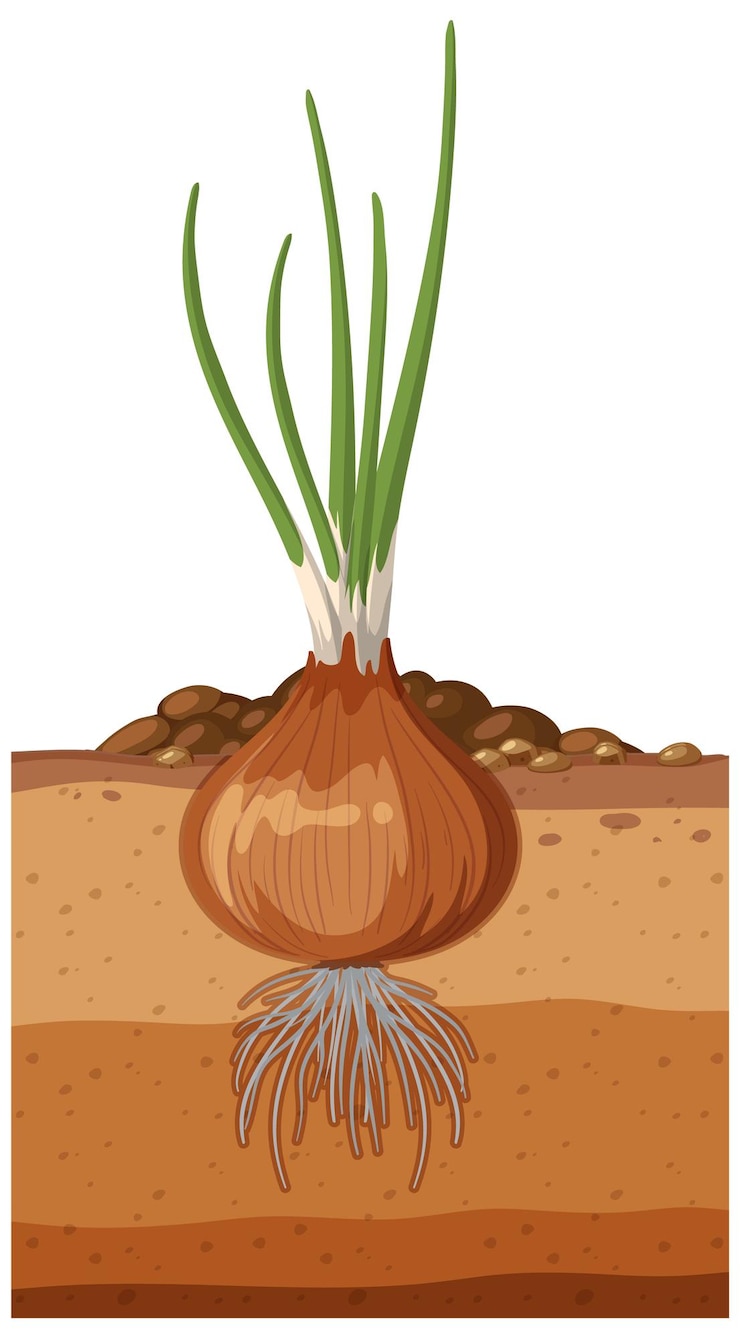 Vector uienplant met wortelstelsel