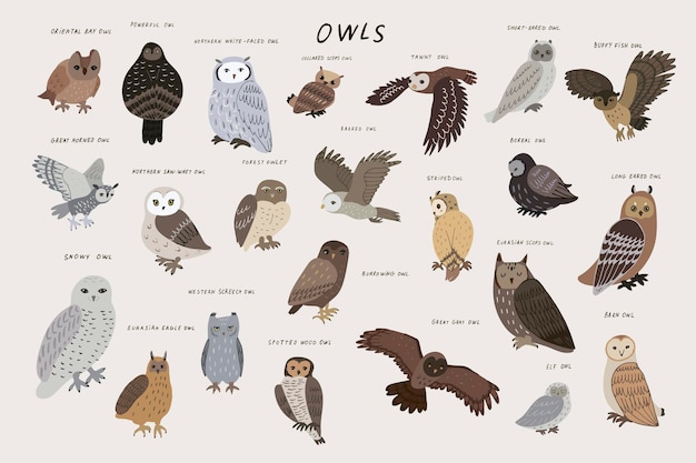 Vector uilen bos dieren vector illustraties set