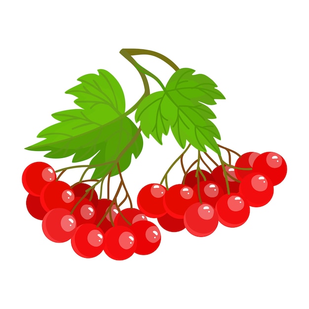 Ukrainian viburnum is a symbol of Ukraine Viburnum opulus Guelder rose red Vector illustration