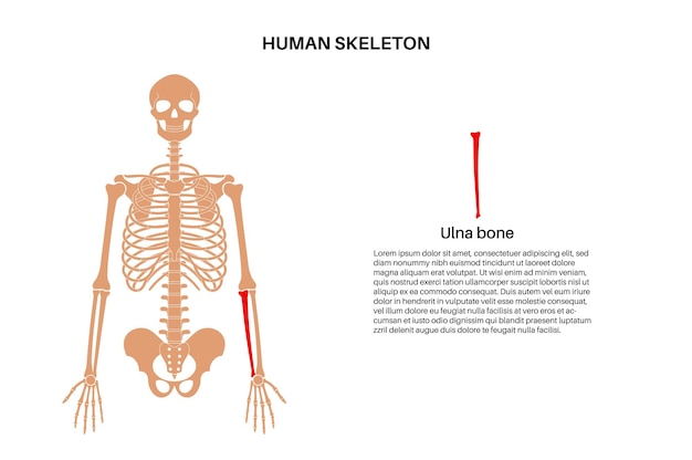 Vector ulna bone anatomy