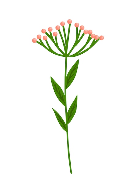 Umbrella field plant or a valerian branch for a bouquet vector illustration isolated on white background for postcard poster ad decor fabric and other uses