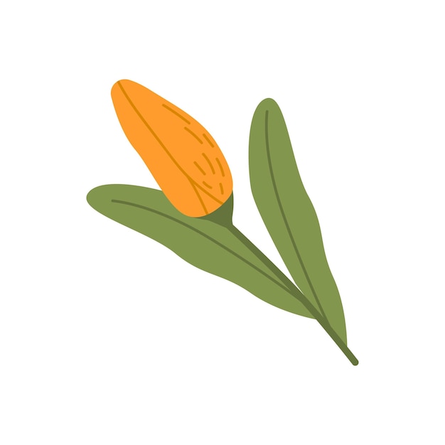 Unblown bud van tulp bloem voorjaar bloeien met gesloten bloemblaadjes en bladeren gesneden verse bloemen plant botanische platte vectorillustratie geïsoleerd op witte achtergrond