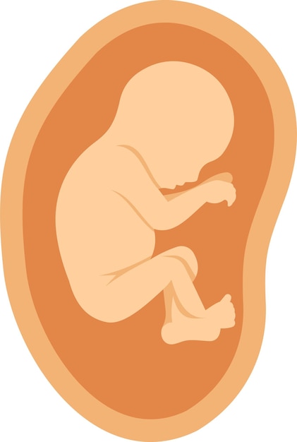 An unborn baby in a womb isolated on transparent background