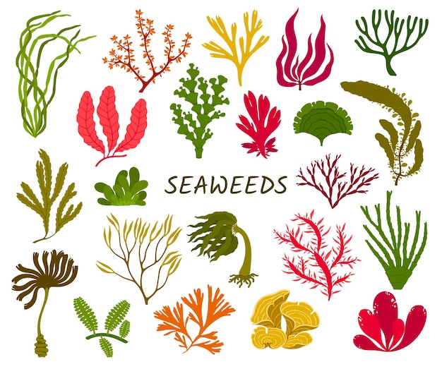 Underwater seaweed plants, vector sea algae set
