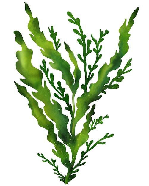 水中藻類 スピルリナ 水生海藻植物 水彩画