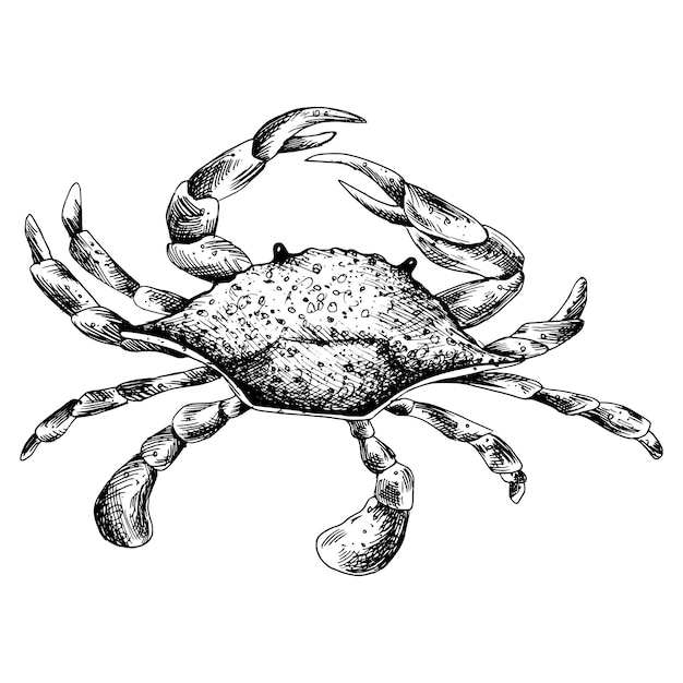 블루 크래브 (Blue Crab) 로 만든 수중 세계 클리파트 (Underwater World Clipart) - 검은 잉크로 손으로 그린 그래픽 일러스트레이션