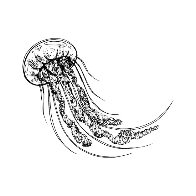 Вектор Подводный мир клипарт с графической иллюстрацией медузы, нарисованной черными чернилами, изолированный объект