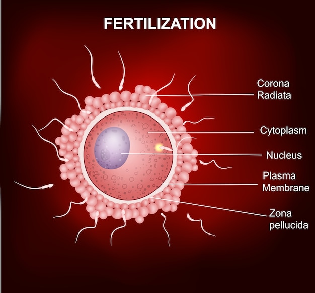 The union of a human egg and sperm