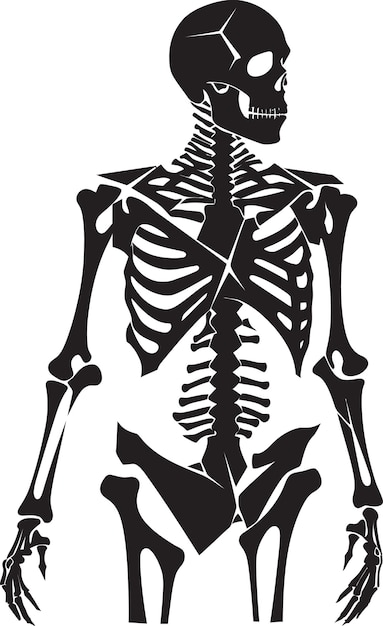 ベクトル 人間の骨格系の謎を明らかにする 骨格からの完全な調査