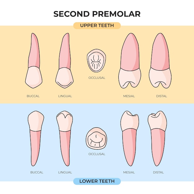 Upper and lower Second Premolar teeth in various angles that can be used for infographics