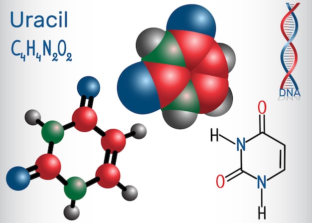 Uracil U pyrimidine nucleobase in het nucleïnezuur van RNA Structurele chemische formule en molecuulmodel Papierblad in een kooi