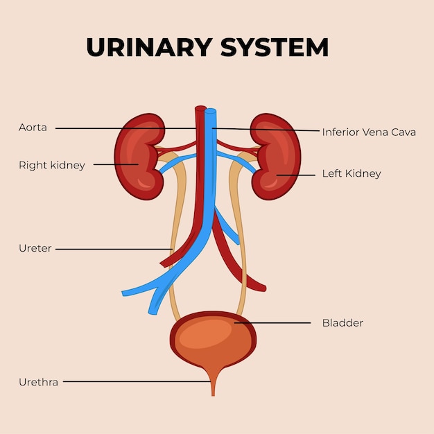 Vector urinary system