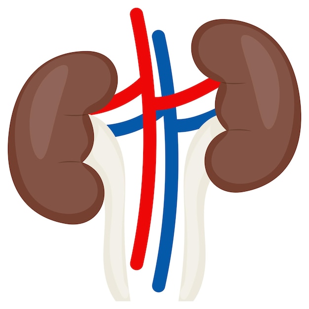 Urinewegen Vector Design Orgaansysteem Menselijke anatomie Menselijke lichaamsdelen niersysteem Concept