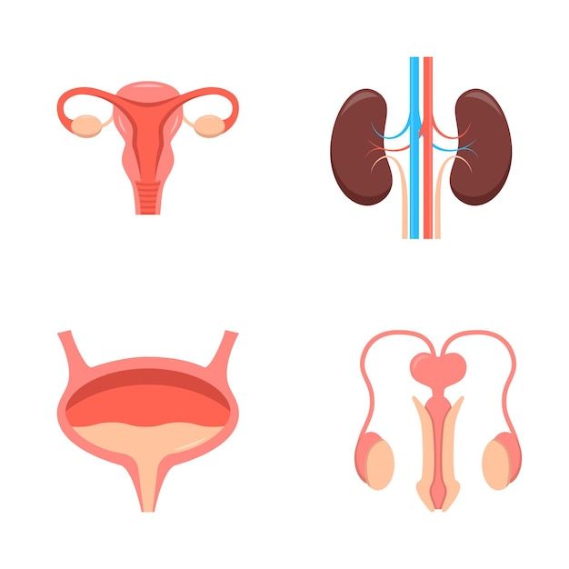 Icona del sistema urogenitale impostata in uno stile piatto