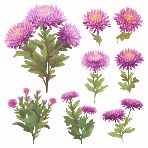 Vettore usa queste illustrazioni di fiori aster per creare una splendida composizione floreale