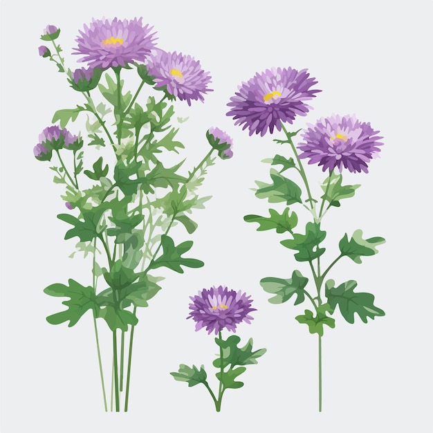 Vettore usa questi vettori di fiori aster per creare uno straordinario disegno floreale