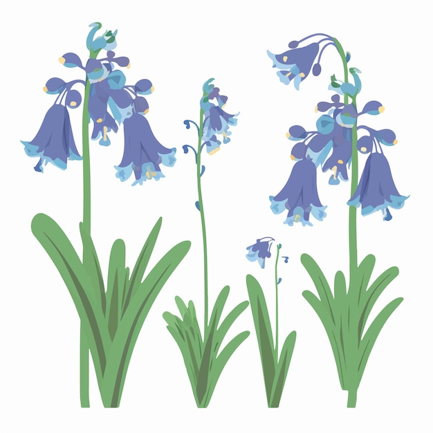 Use these bluebell flower illustrations to create a delicate design