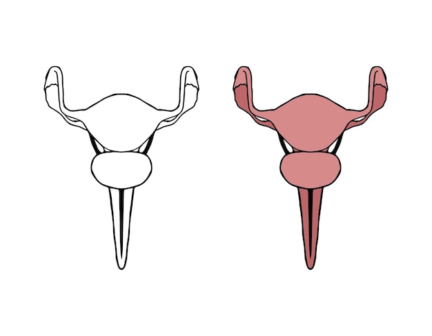 Vettore illustrazione vettoriale del doodle dell'utero organo interno femminile in stile disegnato a mano