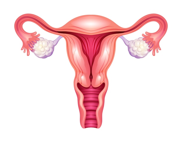 Vector uterus female reproductive system vector illustration isolated on white background