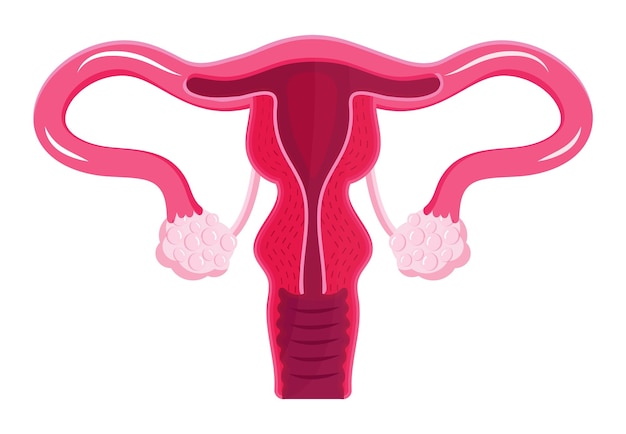 Uterus icon vector internal woman organ world menopause day endometriosis illustration