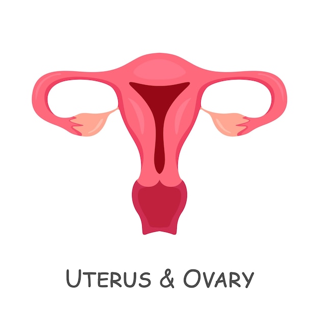 Uterus and ovaries of human cartoon design isolated vector