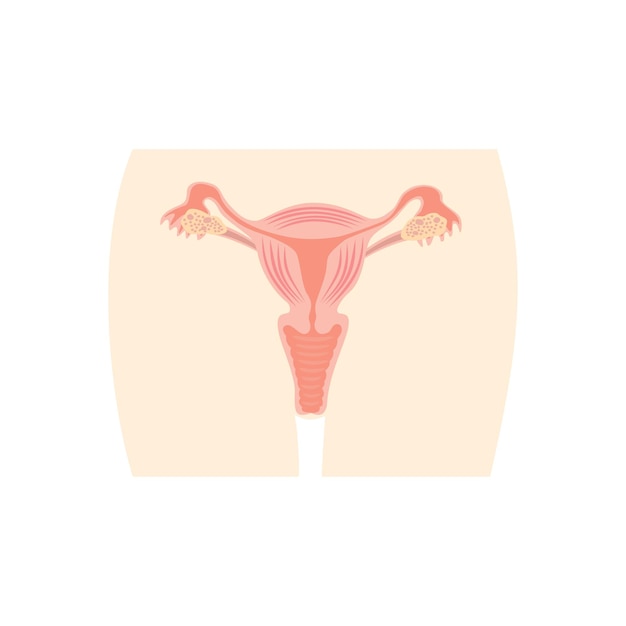 Uterus vector