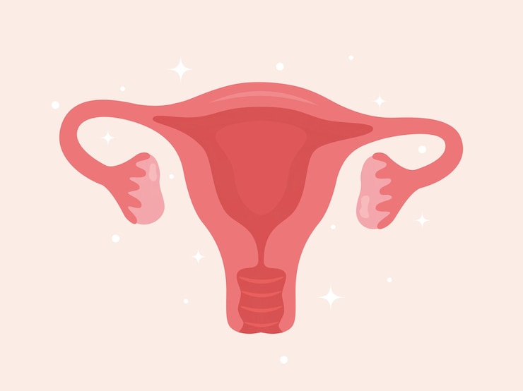Vector uterus woman reproductive health illustration gynecology anatomy