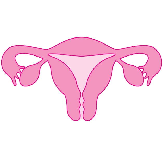 Uterus womb the pearshaped organ in a womans pelvis icon